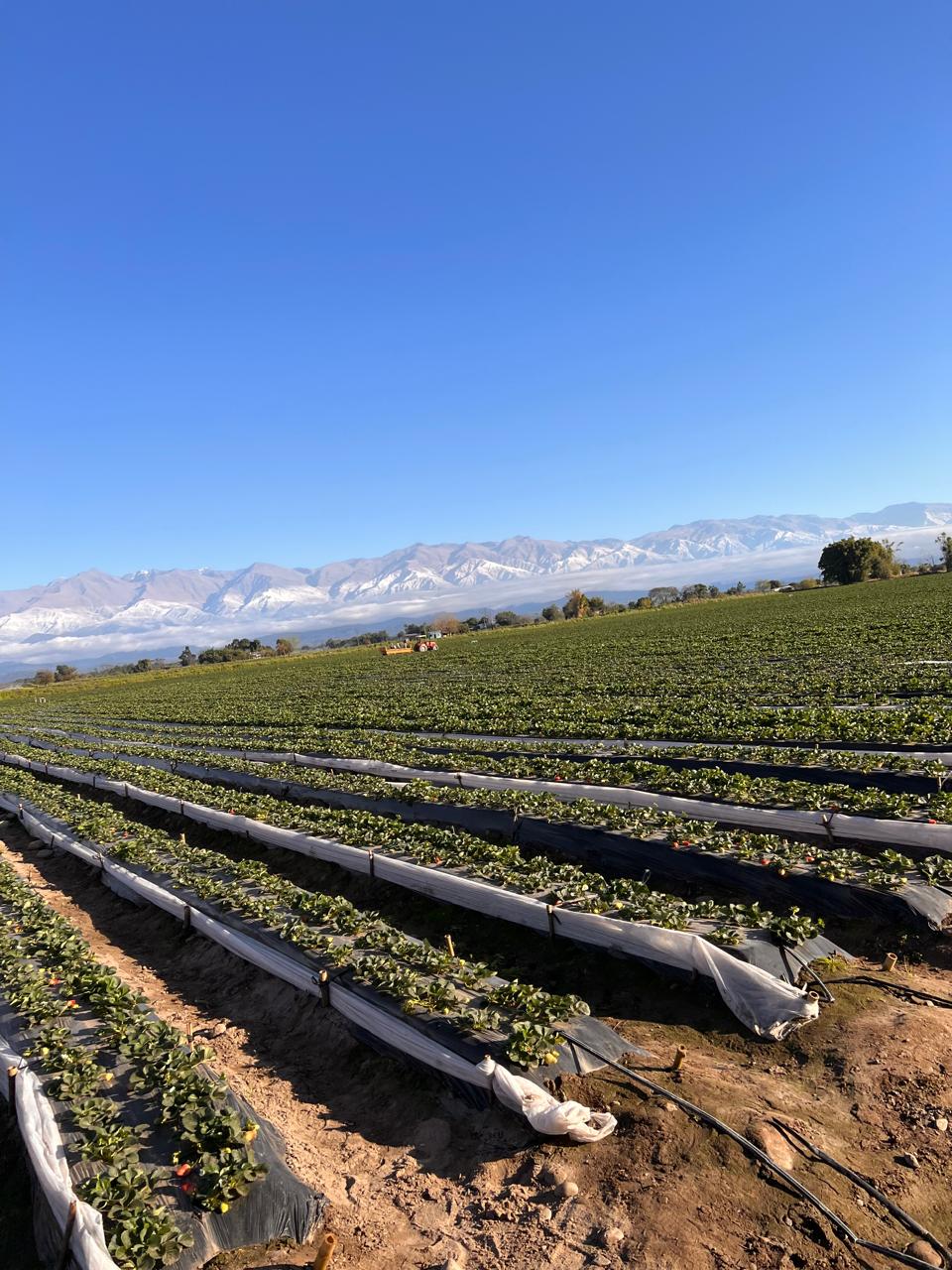 Fem Fruit: 40 años llevando calidad y frescura desde Tucumán hacia el mundo