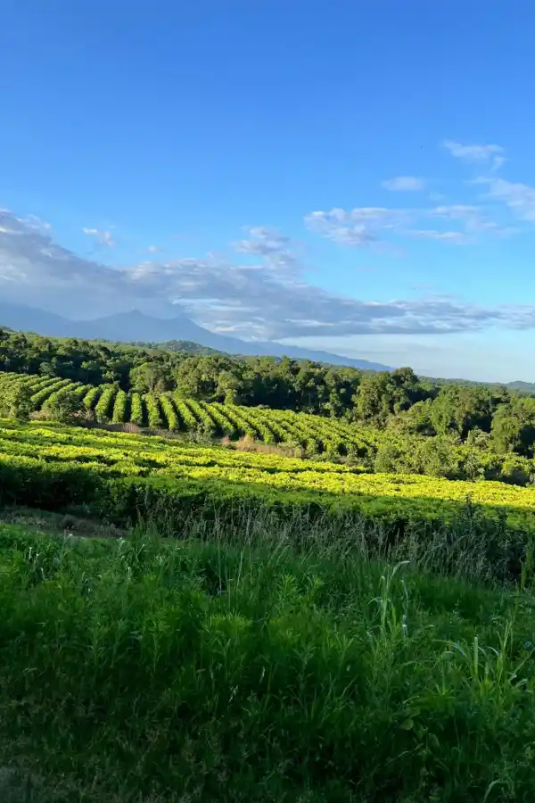 Fem Fruit: 40 años llevando calidad y frescura desde Tucumán hacia el mundo