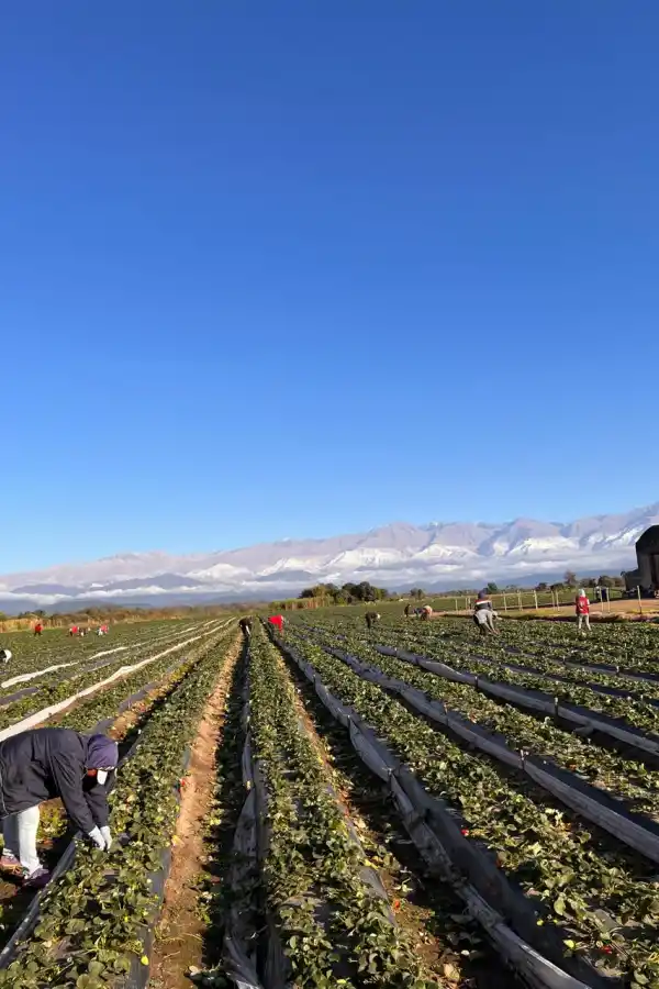 Fem Fruit: 40 años llevando calidad y frescura desde Tucumán hacia el mundo