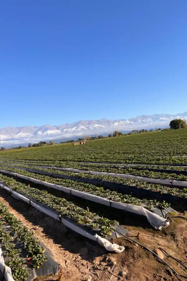 Fem Fruit: 40 años llevando calidad y frescura desde Tucumán hacia el mundo
