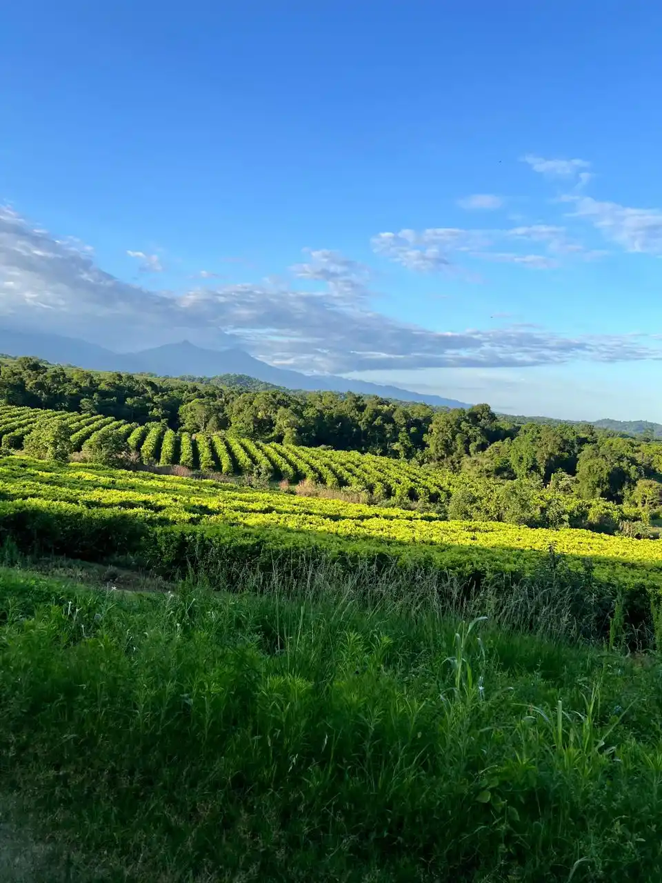 Fem Fruit: 40 años llevando calidad y frescura desde Tucumán hacia el mundo