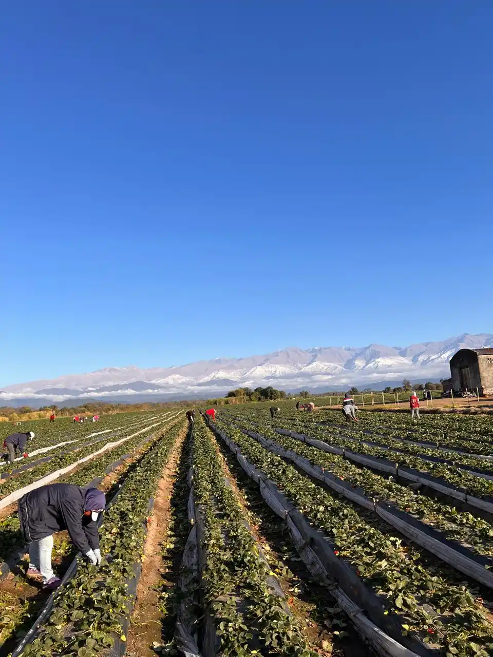 Fem Fruit: 40 años llevando calidad y frescura desde Tucumán hacia el mundo