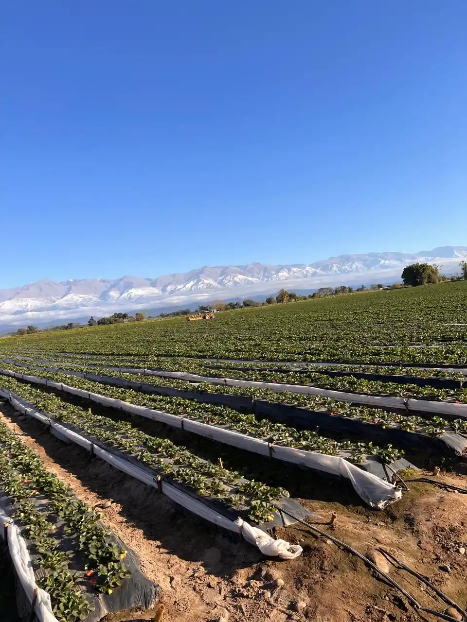 Fem Fruit: 40 años llevando calidad y frescura desde Tucumán hacia el mundo