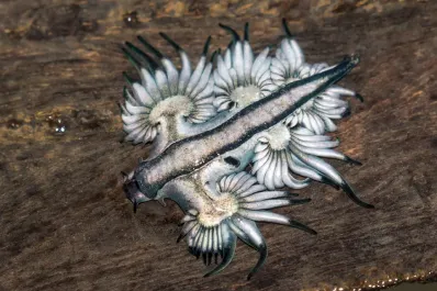 Dragones: son reales, capaces de volar y de tener hijos sin aparearse