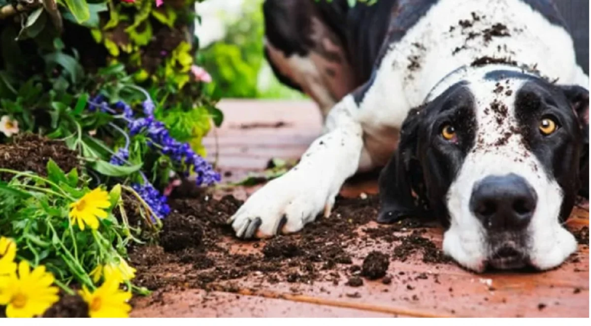 Un municipio fijó penas severas a quienes maltraten a los animales domésticos