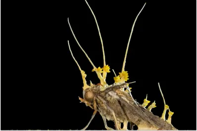 Los hongos zombies sí existen y son más reales de lo que crees