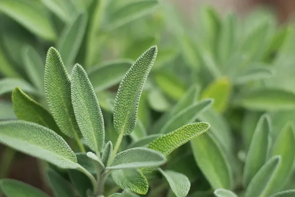 Una planta que regularía niveles de glucosa: cuál es su contraindicación