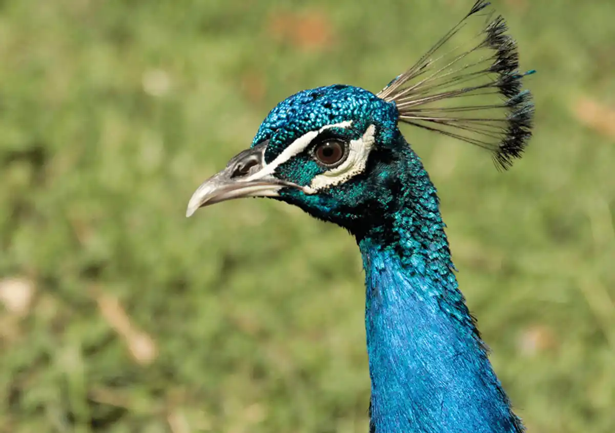 Los científicos describieron al olo como un verde azulado o verde pavo real.