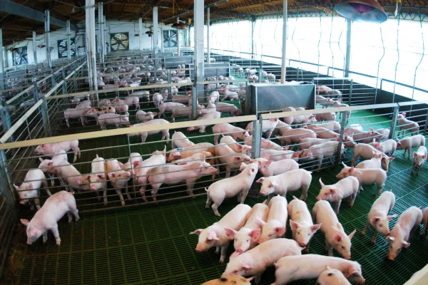 600x400_produccion-porcina-prensa-agricultura-1081535-110929.webp