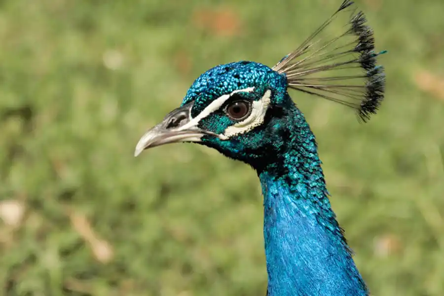 Los científicos describieron al olo como un verde azulado o verde pavo real.