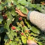 Martín Cabrales sobre el crecimiento del cultivo en Tucumán: “El café es lo más bebido después del agua”