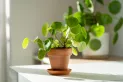 Todos tienen esta planta pero, según el Feng Shui, atrae malas energías