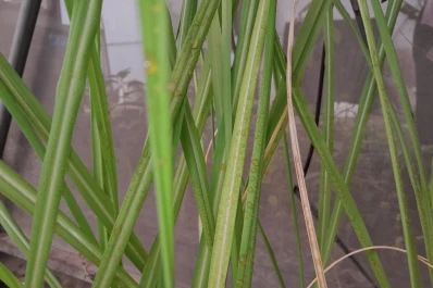 Desarrollan un nanoproducto para combatir enfermedades de la caña de azúcar