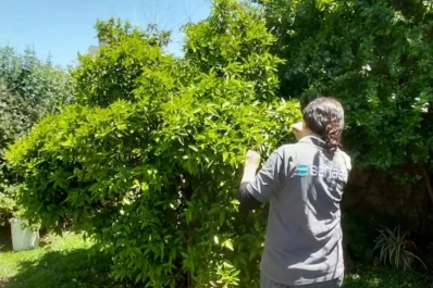 Detectaron el vector del HLB en zonas de Buenos Aires