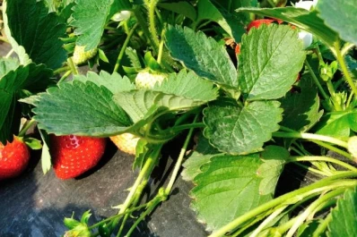 La Eeaoc logró generar plantines de frutilla libres de enfermedades sistémicas