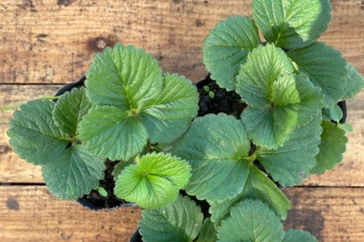 “Las plantas madre de la Eeaoc serán un éxito para el vivero”