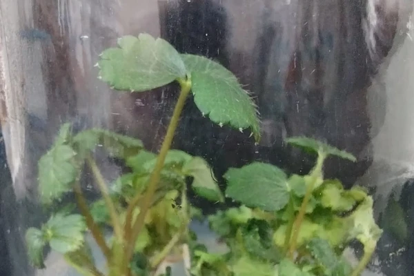 Plantines saneados de frutilla mostraron una alta calidad sanitaria