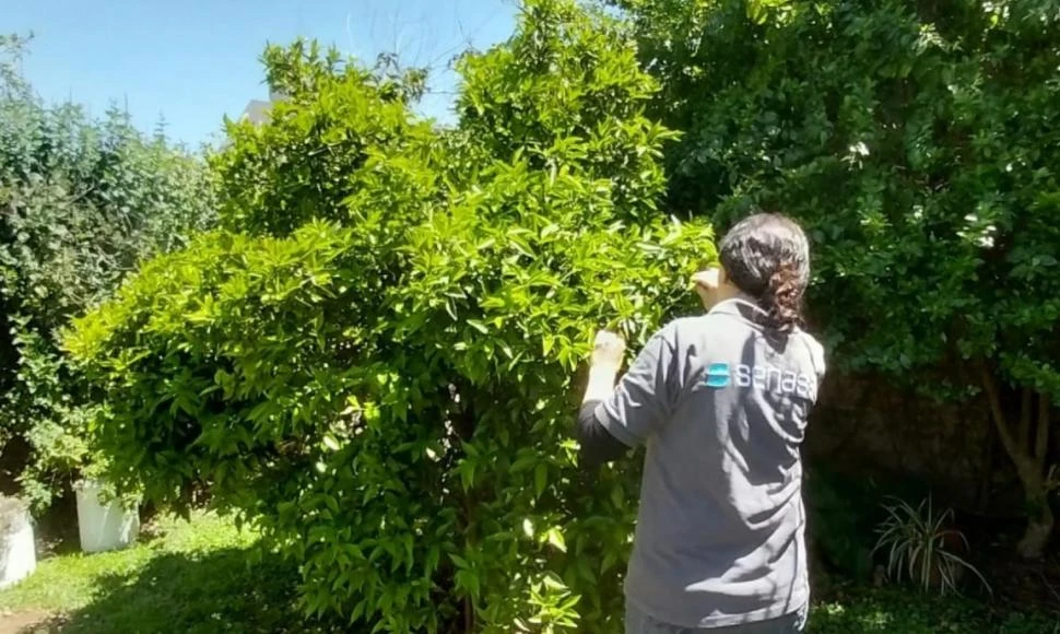 DATO. El Senasa tiene más de 400 sitios de trampeo para diaphorina citri.