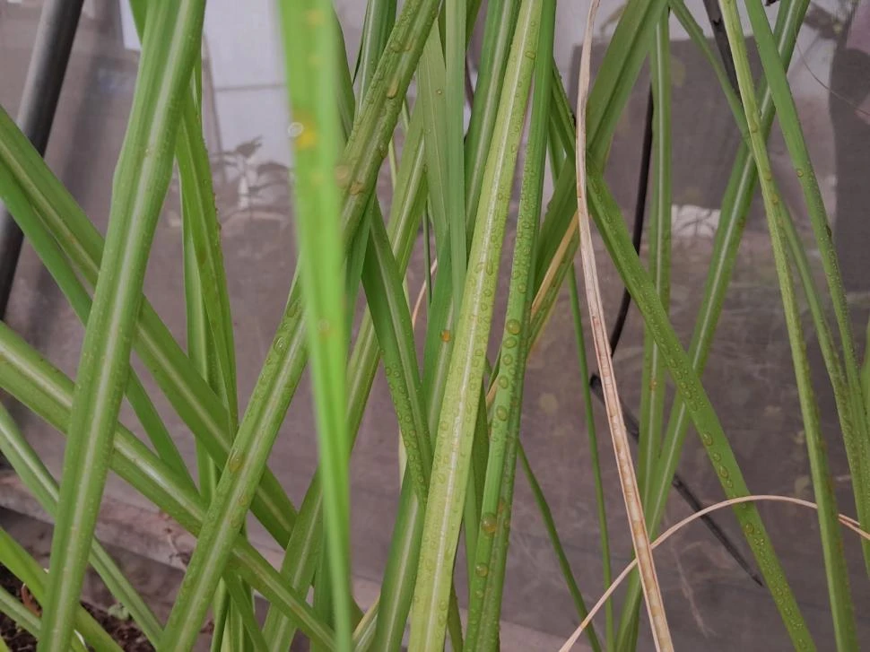 CLAVE. El bioproducto Atic Nano, al ser desarrollado a escala nanométrica, penetra mejor en la membrana de la planta para combatir los patógenos.