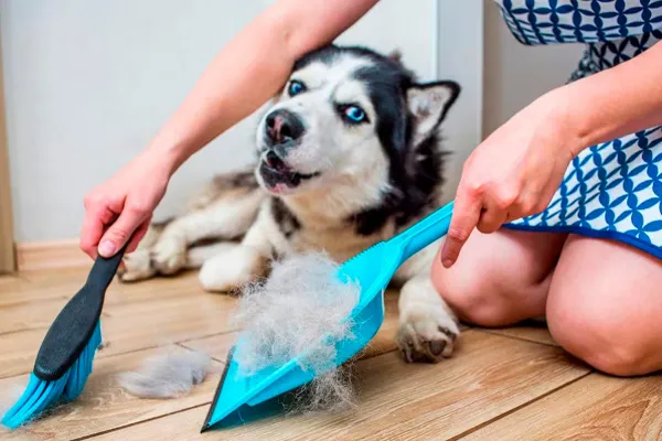 600x400_pelos-animales-acaparan-todos-espacios-dentro-cas-1081915-111723.webp