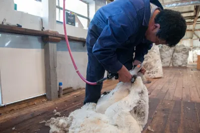 La exportación de lana argentina superó el 45% en volumen y el 30% en valor