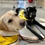 Hospitales argentinos incorporan mascotas para mejorar la recuperación de los pacientes