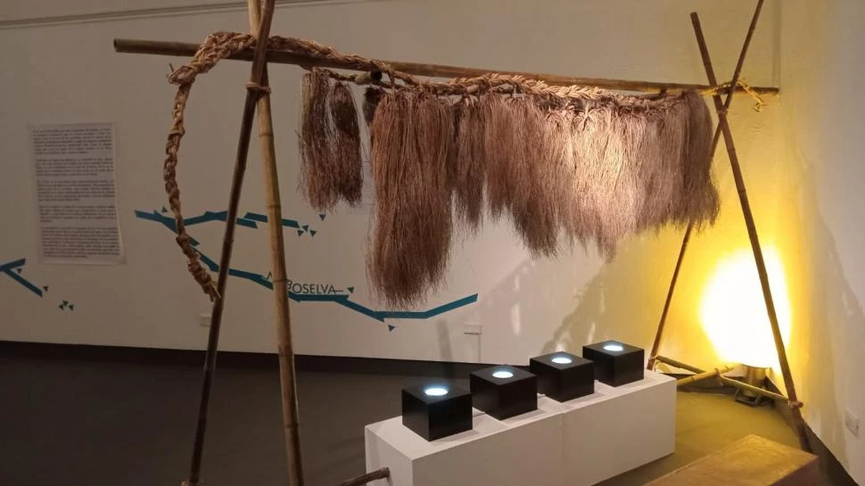 LARVAS. En las cuatro cajas se pueden ver a través de una potente iluminación seres vivos -insectos- y sus movimientos en el agua.