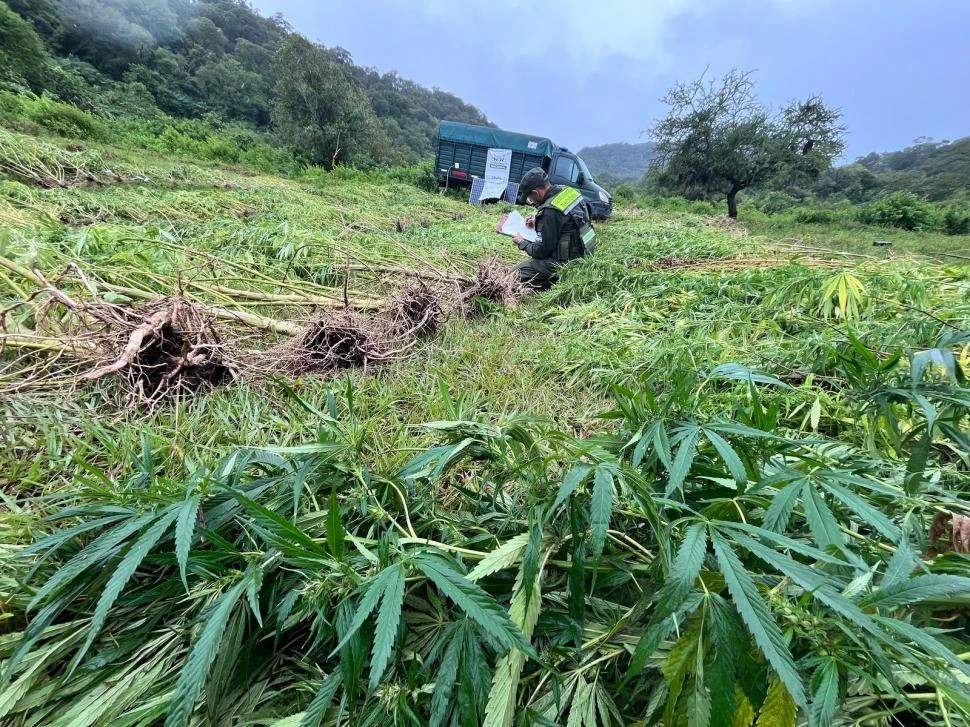 RÉCORD. En El Puestito hallaron en una finca 550 plantas de marihuana.