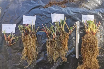 Cómo se iniciaron los estudios en la Eeaoc para obtener plantines saneados de frutilla