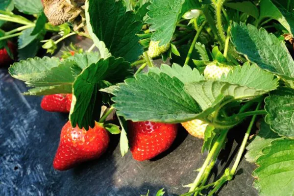 No se detectaron fitopatógenos que puedan comprometer la producción de plantines