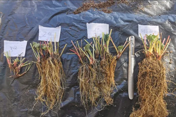 Cómo se iniciaron los estudios en la Eeaoc para obtener plantines saneados de frutilla