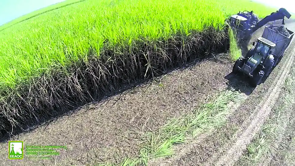 CAÑAVERALES. En algunas zonas, la lluvia retrasó la cosecha.