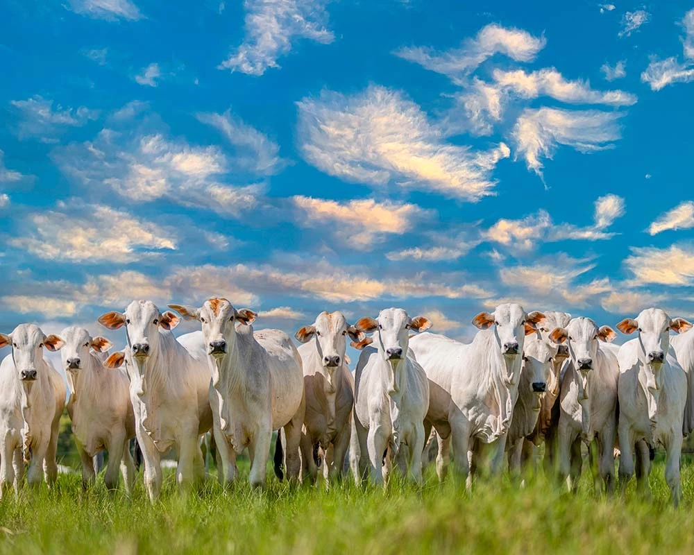 Consejos para la producción pecuaria