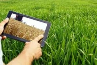 La Inteligencia Artificial puede reemplazar los ensayos a campo