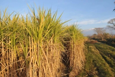 “Tucumán usa métodos analíticos basados en parámetros anacrónicos y perimidos”
