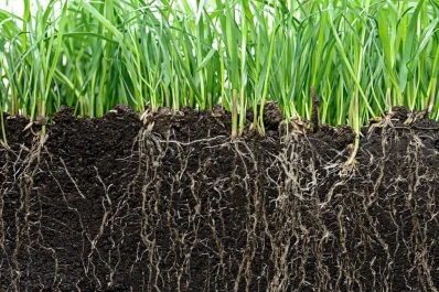 Los suelos se están quedando sin fósforo, según especialistas