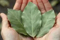 Hojas de laurel para la abundancia: los rituales más populares para atraer dinero y prosperidad