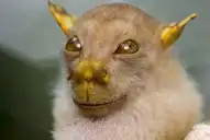 Los animales más insólitos del mundo según Nat Geo: especies que parecen de otro planeta