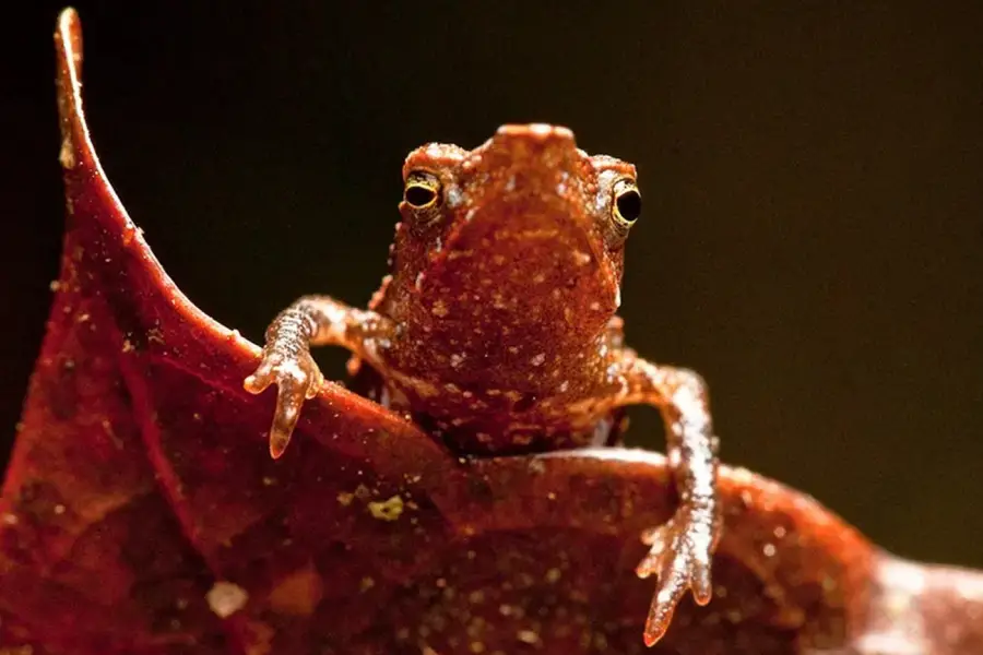 Peces con manos y monos sin nariz: los cinco animales más raros del mundo, según Nat Geo