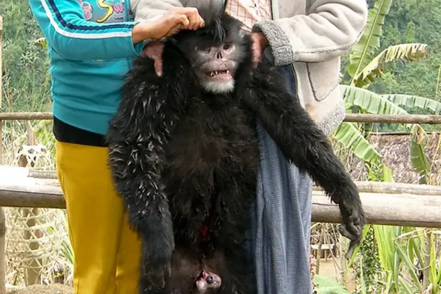 Peces con manos y monos sin nariz: los cinco animales más raros del mundo, según Nat Geo