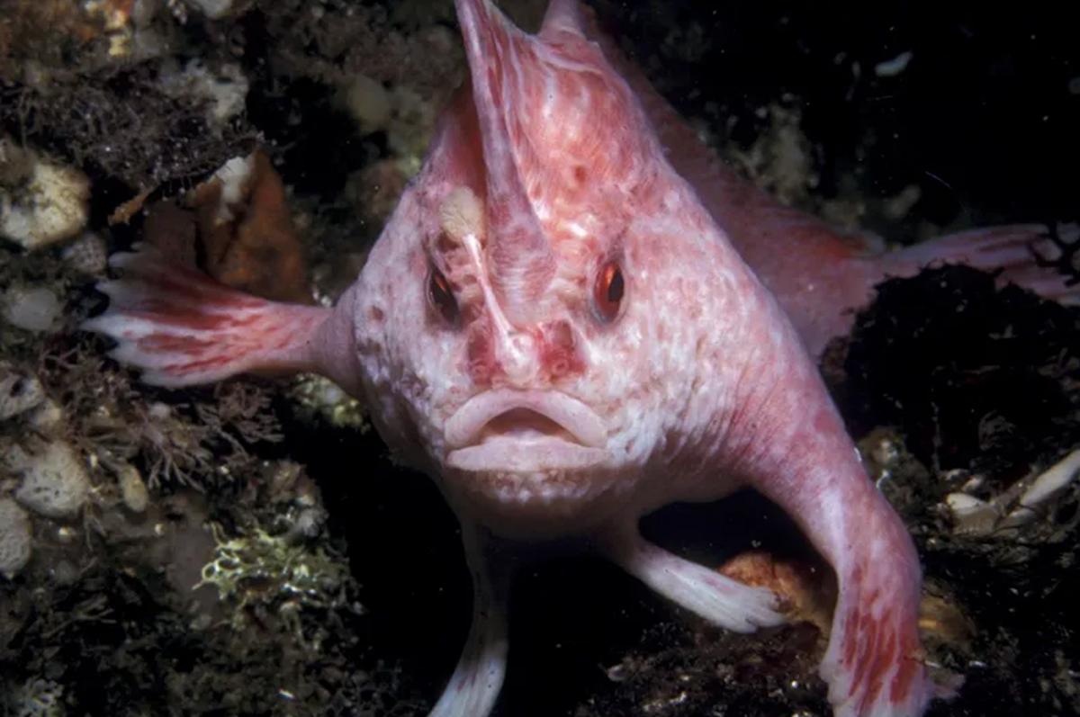 Los animales más insólitos del mundo según Nat Geo: especies que parecen de otro planeta