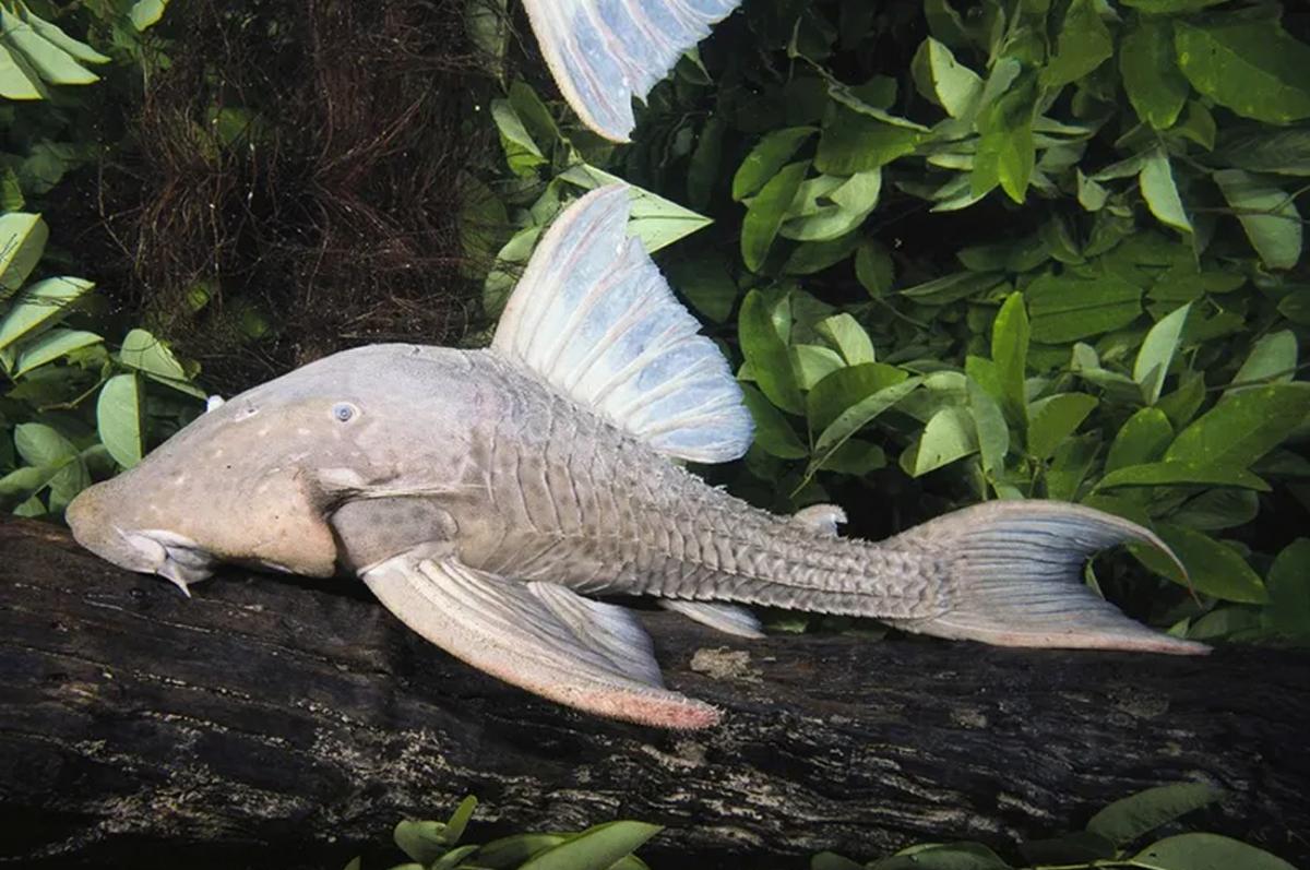 Los animales más insólitos del mundo según Nat Geo: especies que parecen de otro planeta