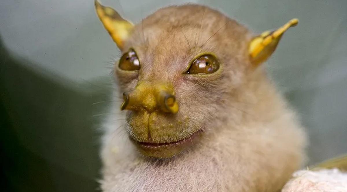Los animales más insólitos del mundo según Nat Geo: especies que parecen de otro planeta
