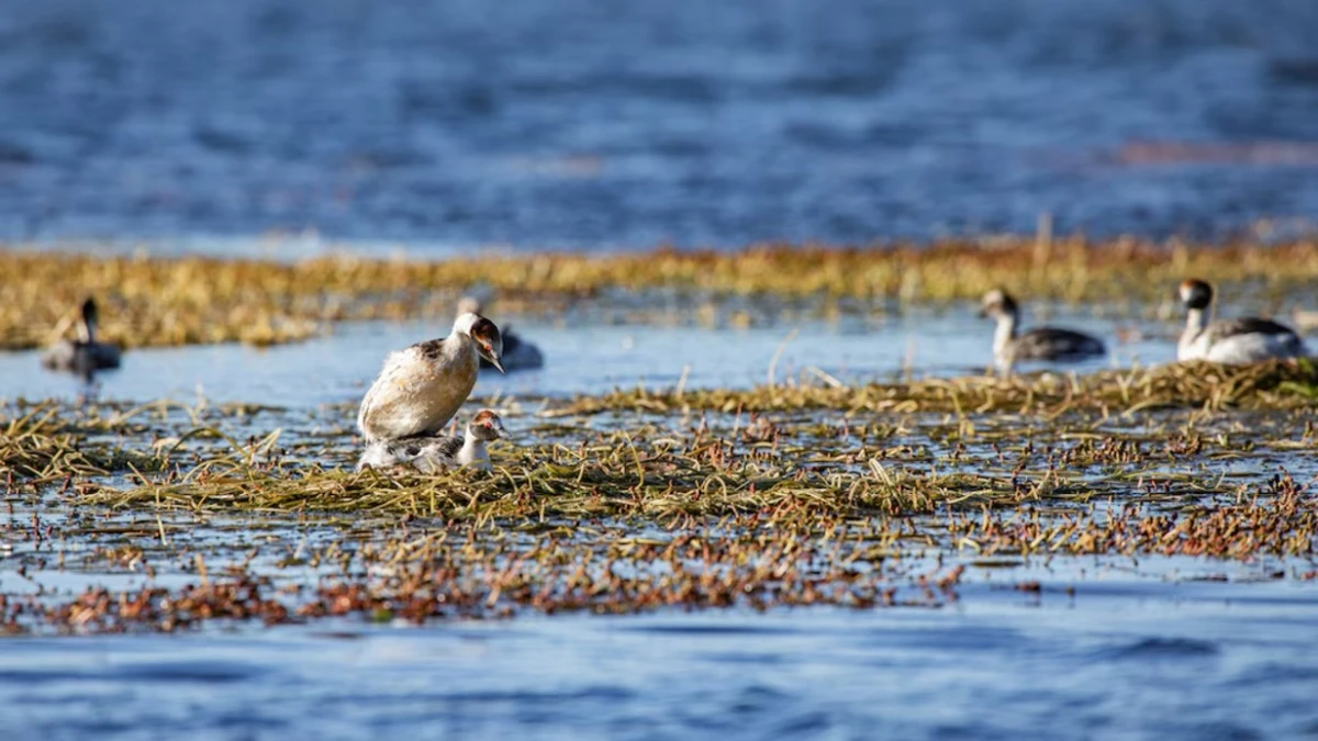 Esperanza para el macá tobiano: liberan en Santa Cruz tres crías nacidas en cautiverio
