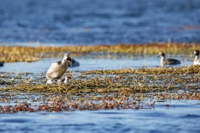 Esperanza para el macá tobiano: liberan en Santa Cruz tres crías nacidas en cautiverio