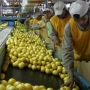 Exportaciones: Tucumán creció 17,9% en el primer semestre y proyecta acercarse a los U$S900 millones en 2026