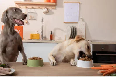 Esta es la mejor manera de alimentar a tus perros, según la ciencia