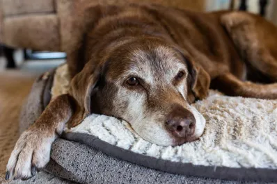 ¿A qué edad comienza la vejez de un perro según su raza y tamaño?
