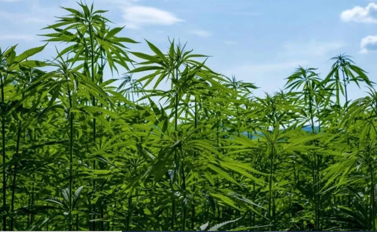 El INTA avanza con ensayos de cáñamo, un cultivo industrial de gran potencial