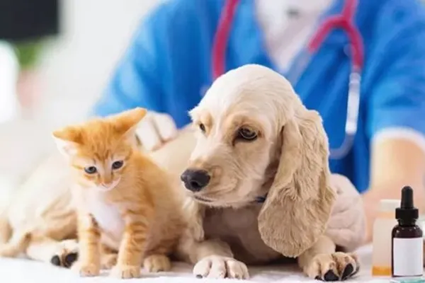 Castración y vacunación gratuitas: dónde y cuándo estará el móvil veterinario